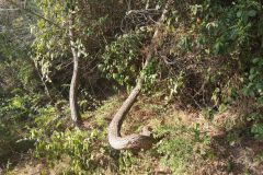 Curioso tronco de árbol en el camí de les Obagues hacia ca n'Estruc