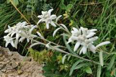Flor de nieve (Edelweiss)