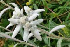 Flor de nieve (Edelweiss)
